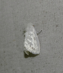 Norape undulata