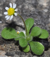Bellis annua microcephala