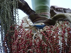 Thraupis cyanoptera