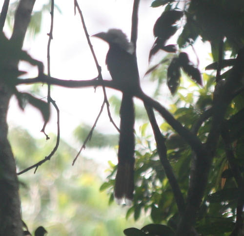 Horizocerus albocristatus
