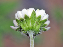 Bellis annua microcephala