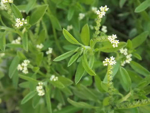 fourspike heliotrope