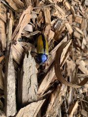 Temognatha suturalis