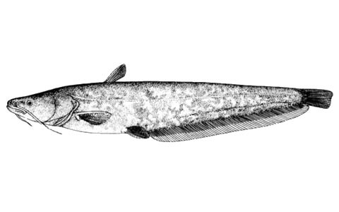 Kumming Catfish