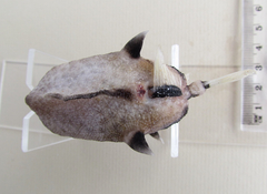 Capropygia unistriata