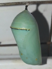Danaus gilippus gilippus