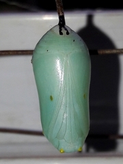 Danaus gilippus gilippus