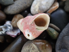 Micrelenchus purpureus