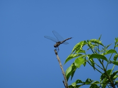 Tramea cophysa
