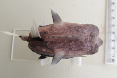 Capropygia unistriata