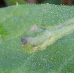 Phytomyza spinaciae