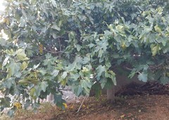 Ficus carica