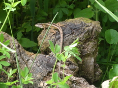 Liolaemus cyanogaster