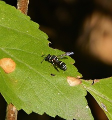 Parancistrocerus minimoferus