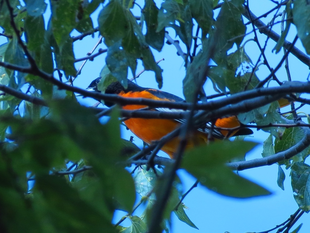 Baltimore Oriole (Icterus galbula) · iNaturalist