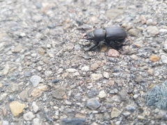 Dorcus parallelipipedus