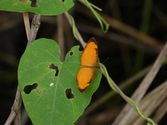 Tegosa anieta