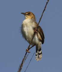 Cisticola marginatus