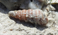 Cerithideopsis scalariformis