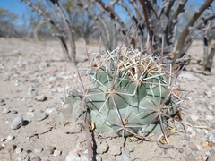 Coryphantha poselgeriana