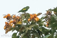 Brotogeris versicolurus