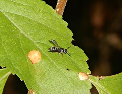 Parancistrocerus minimoferus