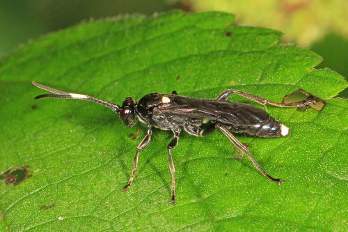 Vulgichneumon brevicinctor photo 3