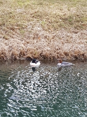 Mergus merganser