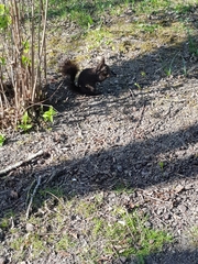 Sciurus vulgaris
