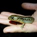 Robust Skink - Photo (c) theylooklikeus, some rights reserved (CC BY), uploaded by theylooklikeus