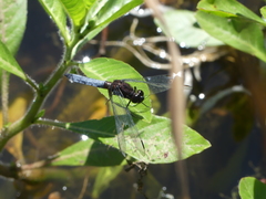 Erythrodiplax connata