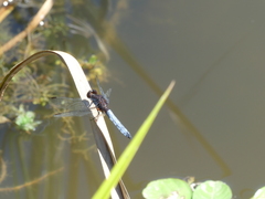 Erythrodiplax connata