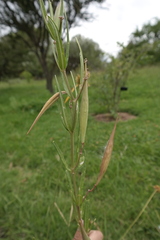 Asclepias mexicana
