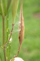 Asclepias mexicana