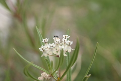 Asclepias mexicana