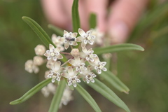 Asclepias mexicana