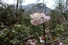 Viburnum grandiflorum