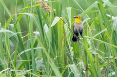 Chrysomus icterocephalus
