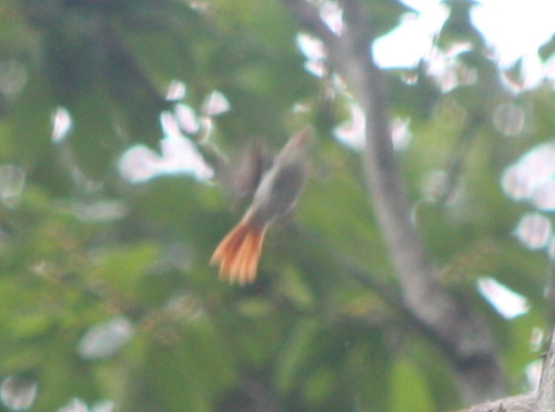 Chestnut-capped Flycatcher (Erythrocercus mccallii), photo 2