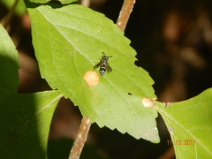 Parancistrocerus minimoferus