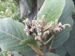 Tournefortia fuliginosa