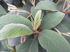 Tournefortia fuliginosa