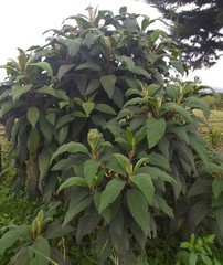 Tournefortia fuliginosa