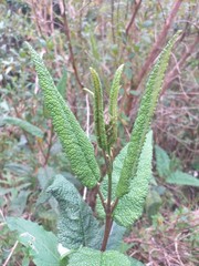 Aristeguietia glutinosa