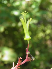 Passiflora viridiflora