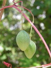 Passiflora viridiflora