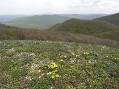 Erysimum callicarpum