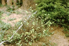 Jacaratia corumbensis