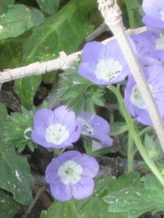 Phacelia patuliflora