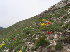 Erysimum callicarpum
